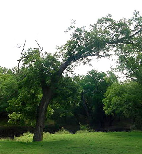 San Saba Mother Pecan-recent